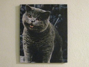 ioc_happycat_02