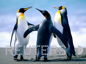 20100617094146_Penguins