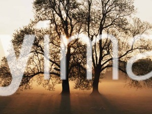 20100623103351_Tree