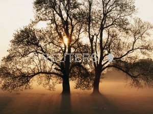 20100623103757_Tree
