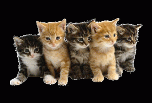 kittay1